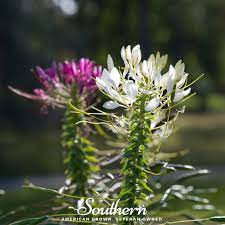 Spider Plant