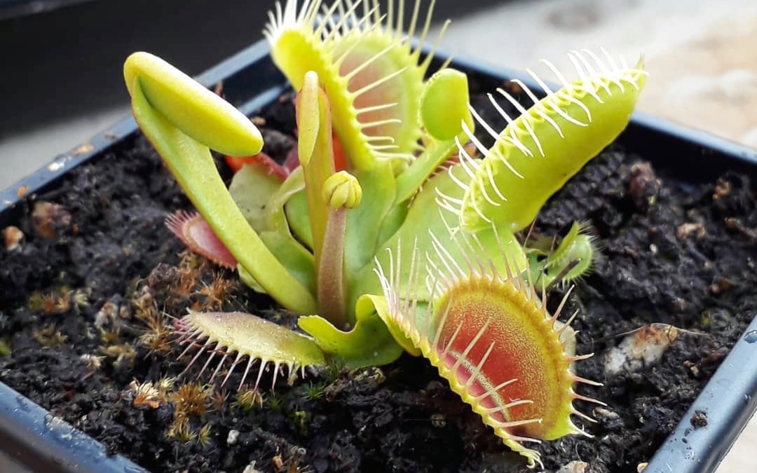 Venus Flytrap